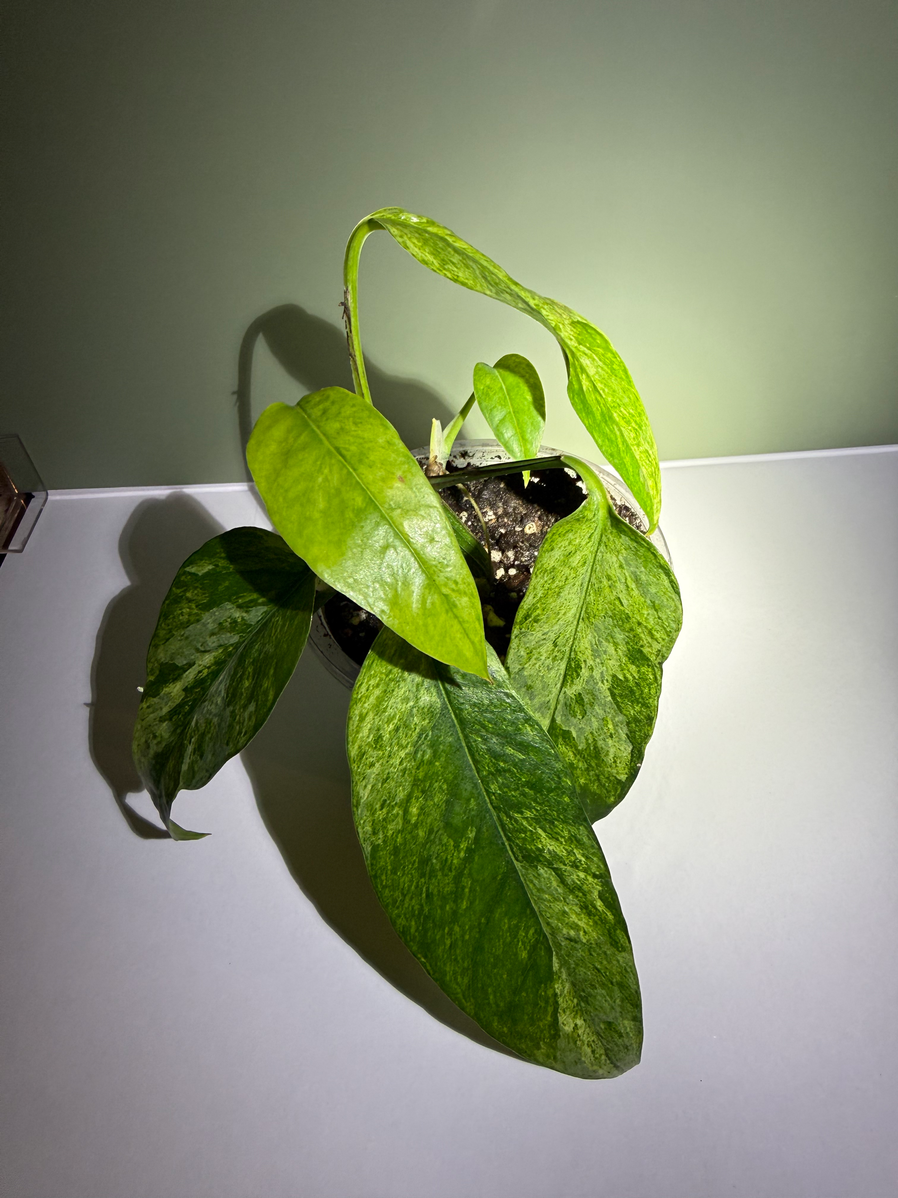 Epipremnum pinnatum ‘Cebu Mint’ image 0