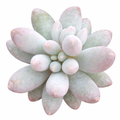 Pachyphytum 'Macho'