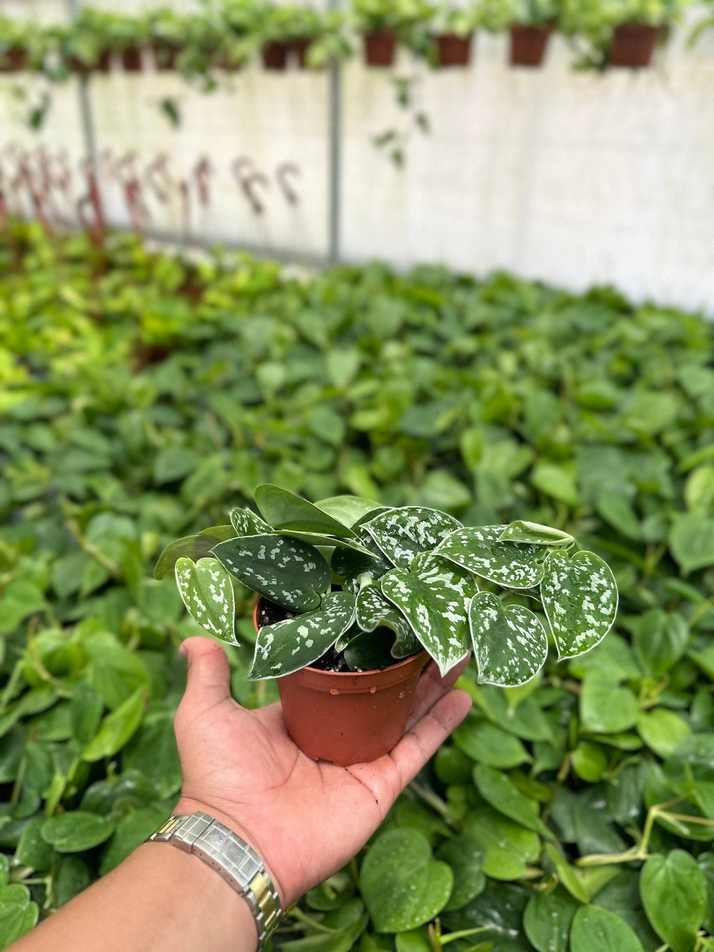 Trailing Satin Pothos Scindapsus Pictus Argyraeus