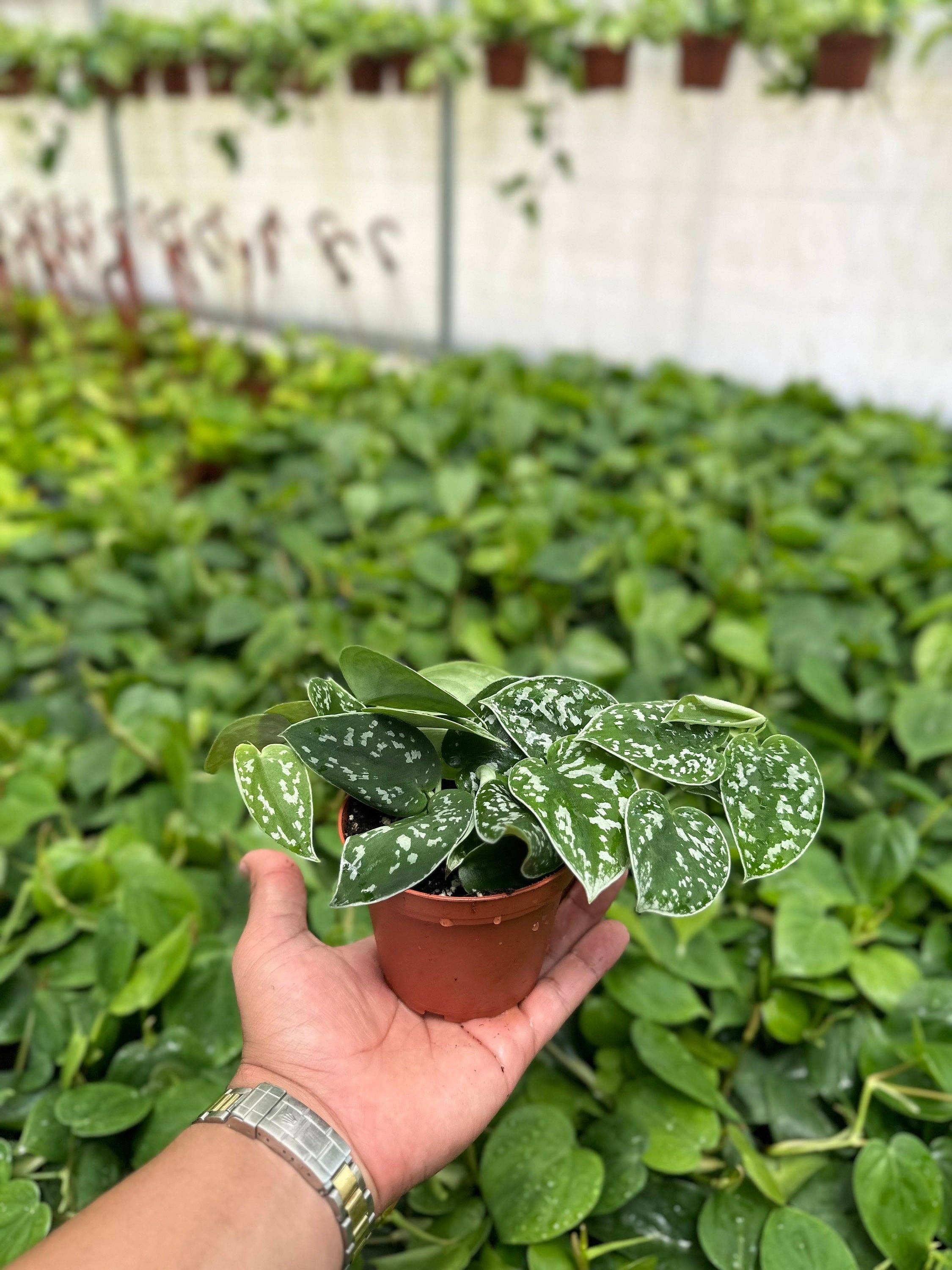 Trailing Satin Pothos Scindapsus Pictus Argyraeus