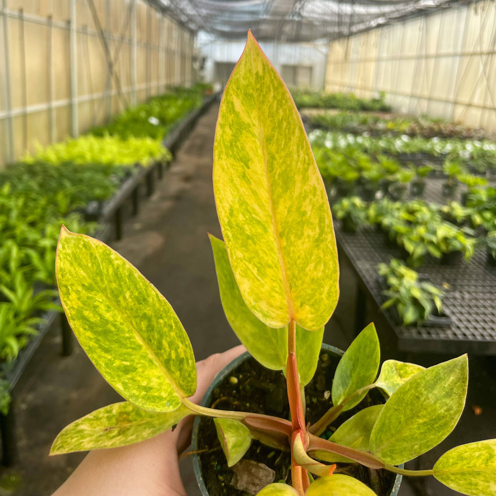 Painted Lady Philodendron - Live Plant - Rare