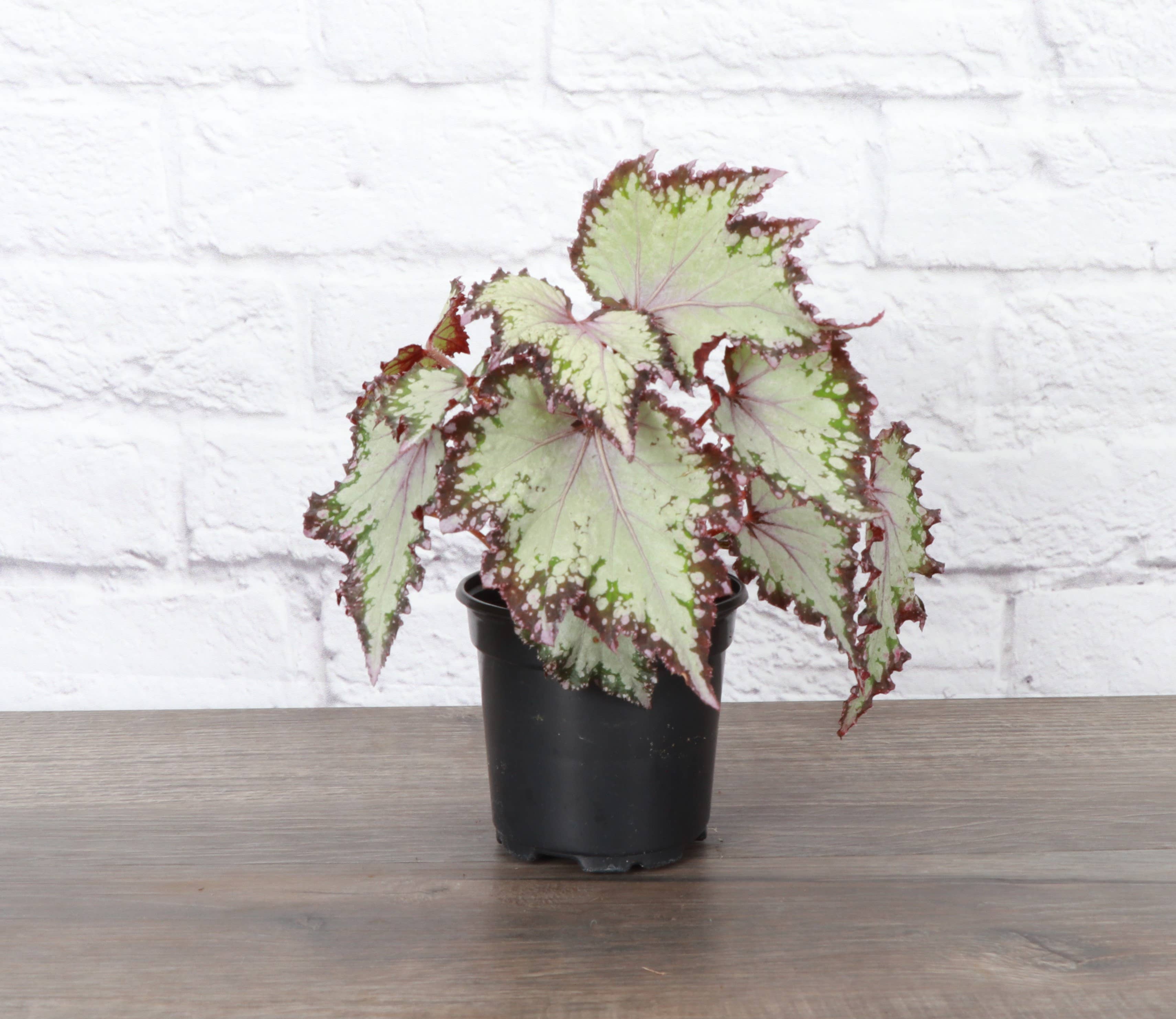 Rex Begonia - 4" Live Plant - Assorted Color
