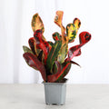 Mammy Croton - Live Plant