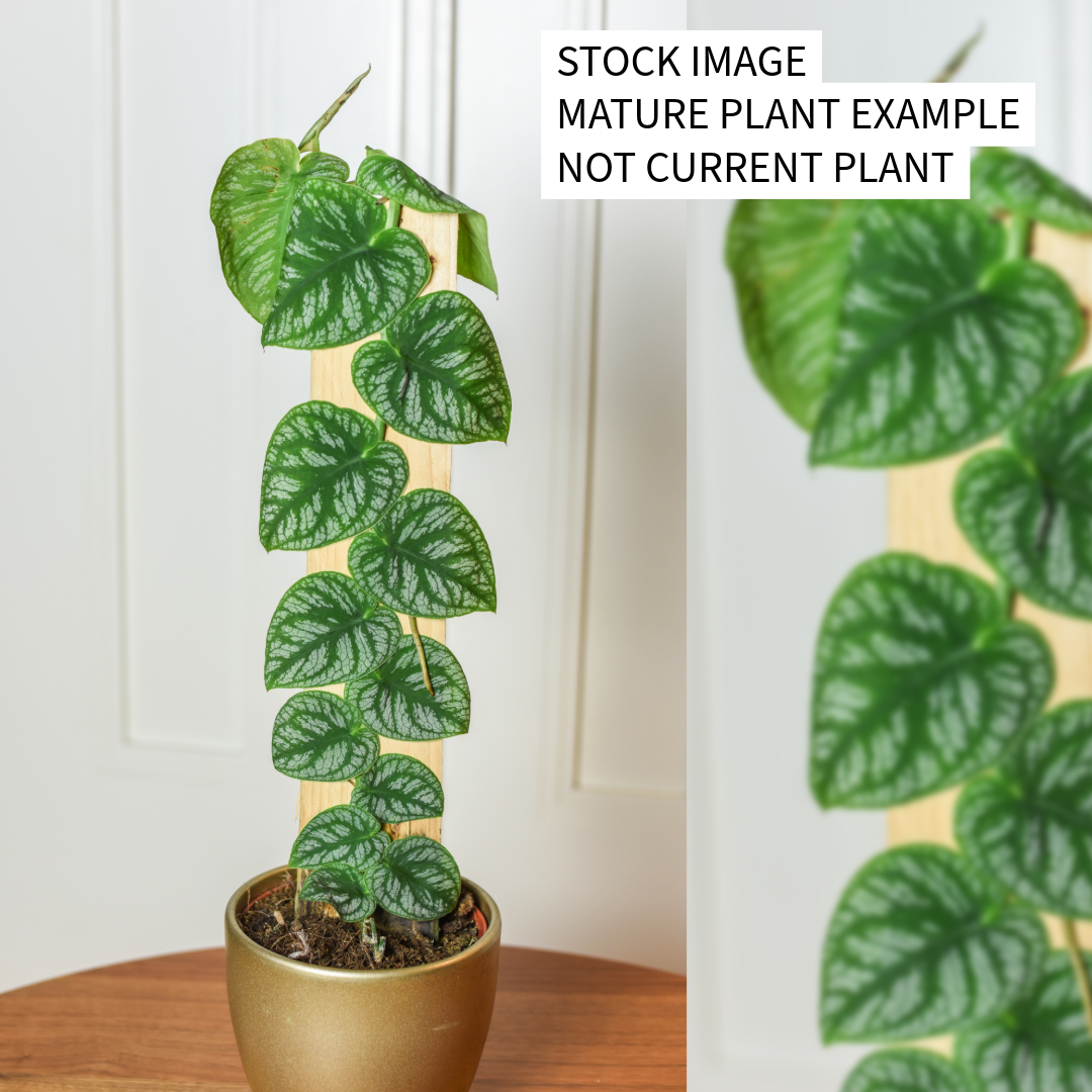 Monstera Dubia - Shingle Plant - 4" Live Plant