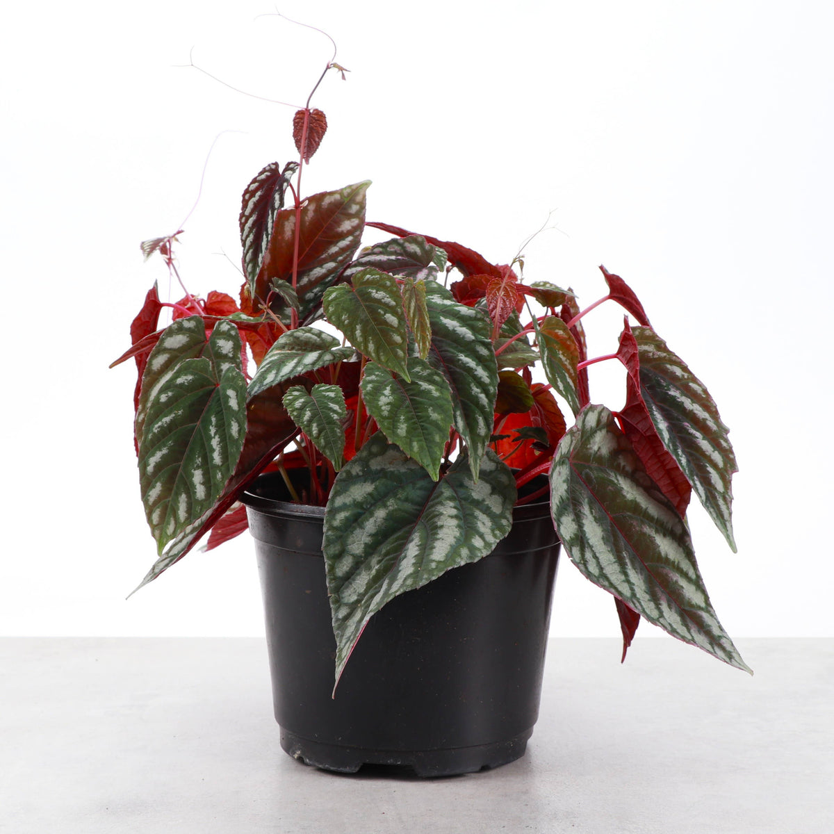 Cissus Discolor - Rex Begonia Vine - Live Plant