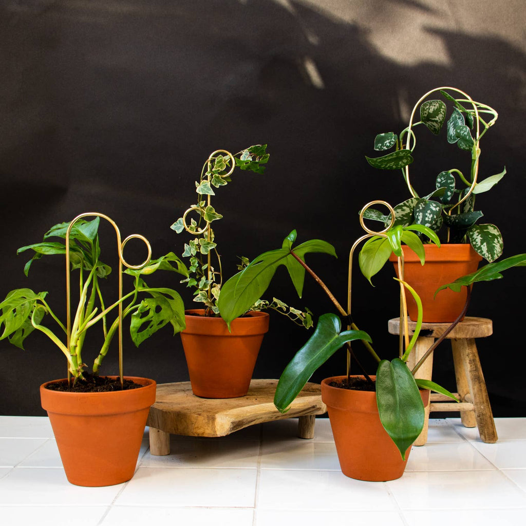 Mini Plant Stake from rust-proof metal - Hoop - Gold