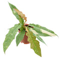 Philodendron Ring of Fire