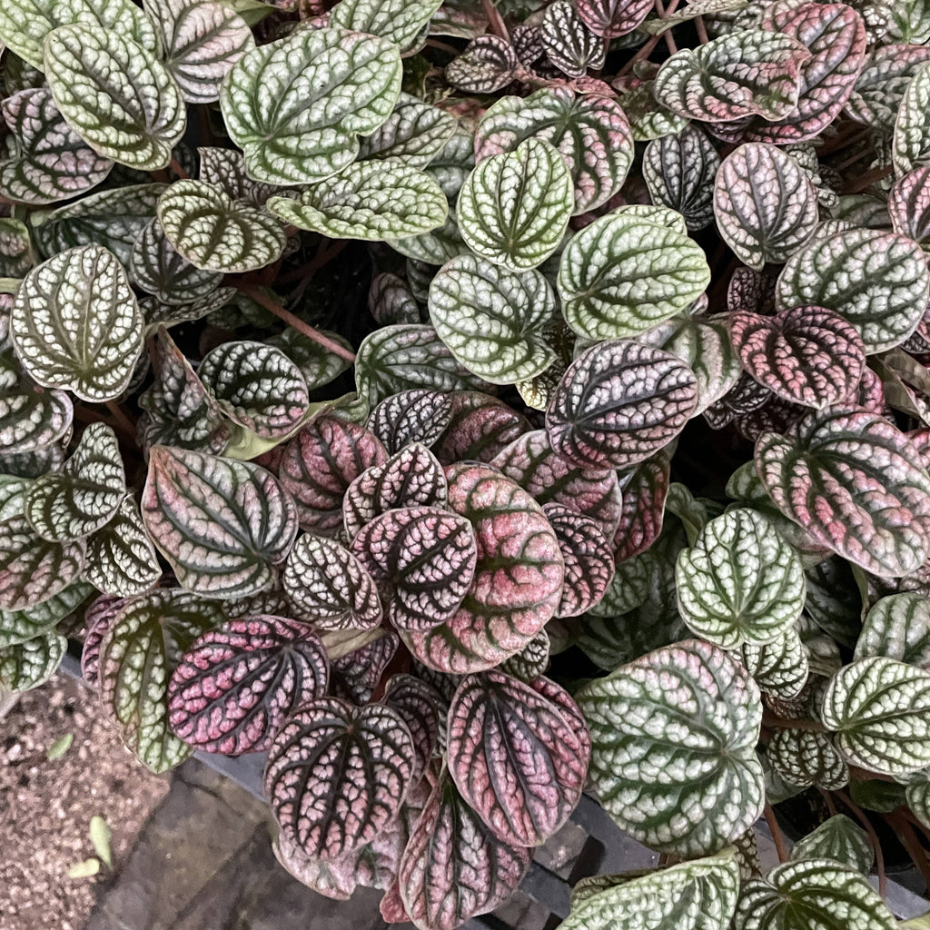 Peperomia Robella Pink - 4" Live Plant
