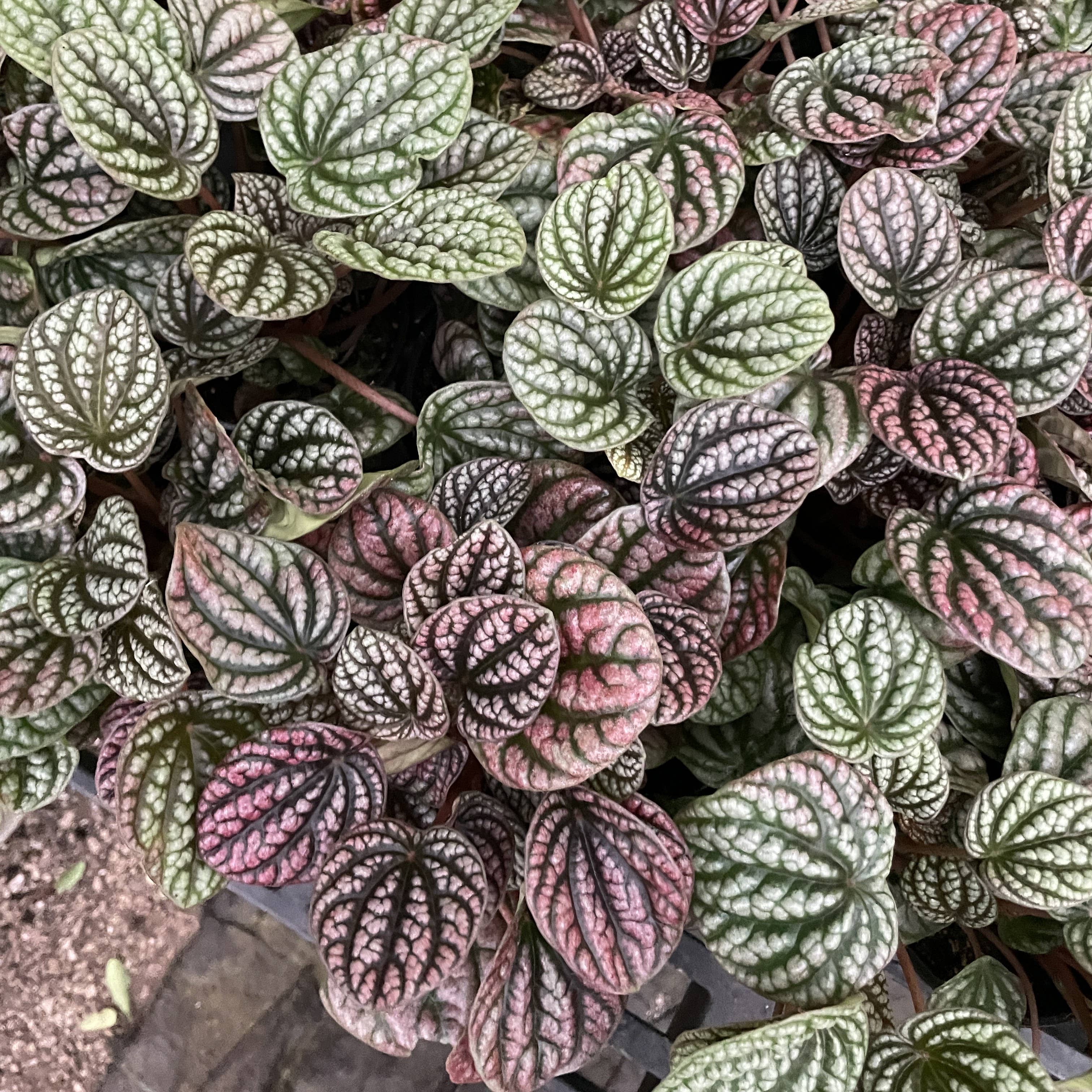 Peperomia Robella Pink - 4" Live Plant