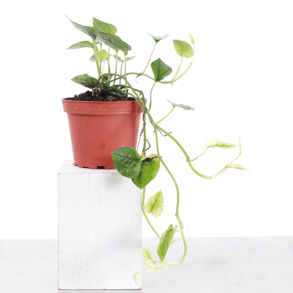 Cebu Blue Ghost Pothos - 4" Live Rare Plant
