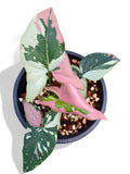 Rare Syngonium Tricolor