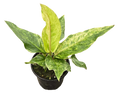 Anthurium Hookeri Variegated 4in Grow Pot