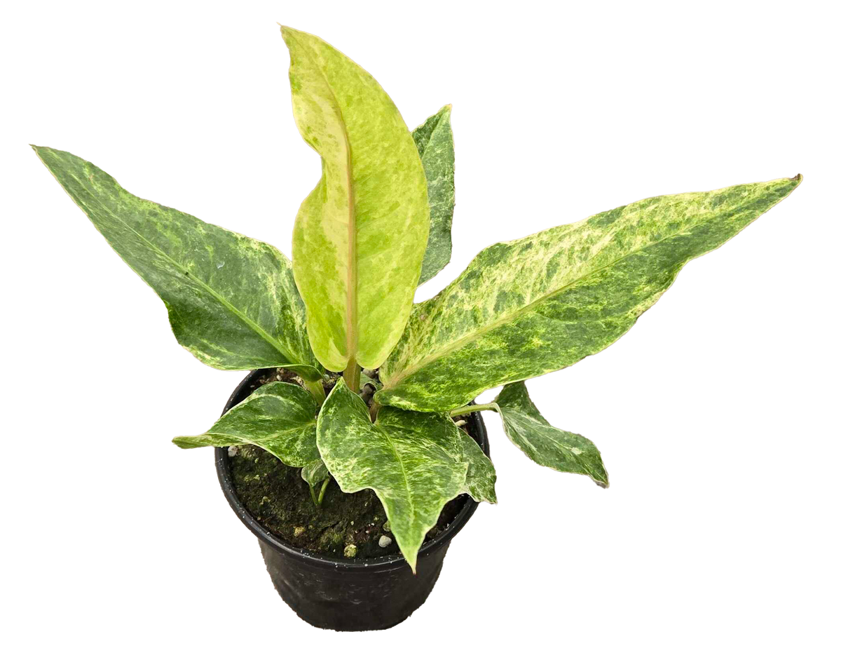 Anthurium Hookeri Variegated 4in Grow Pot