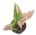 Syngonium Tricolor 4 inch Grower Pot