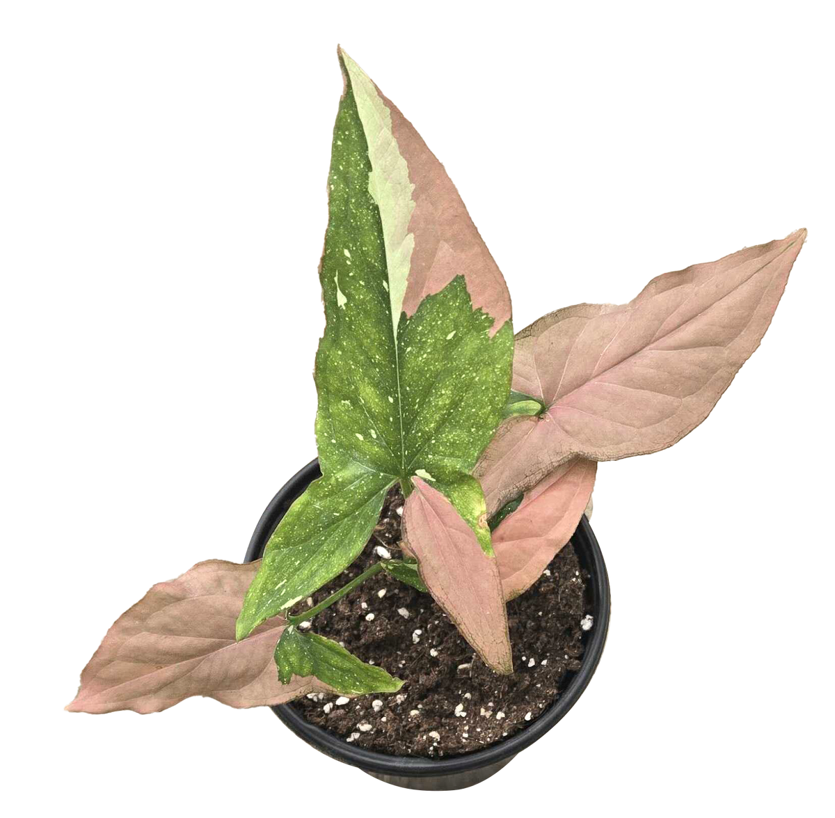 Syngonium Tricolor 4 inch Grower Pot