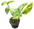Epipremnum Golden Flame 4in Grow Pot