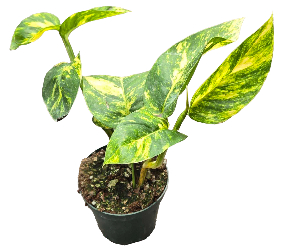 Epipremnum Golden Flame 4in Grow Pot