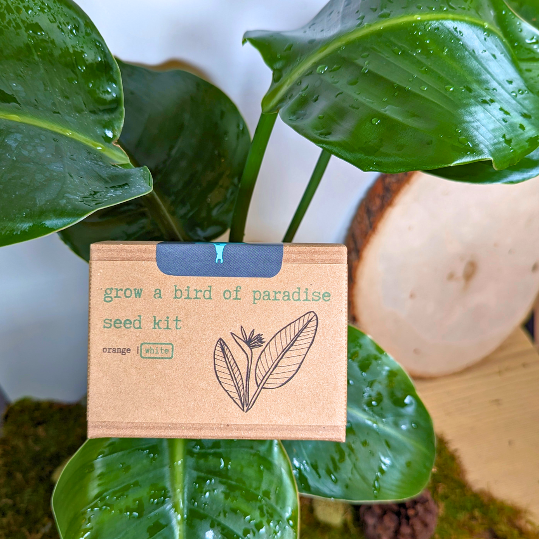 Houseplant Seed Kit