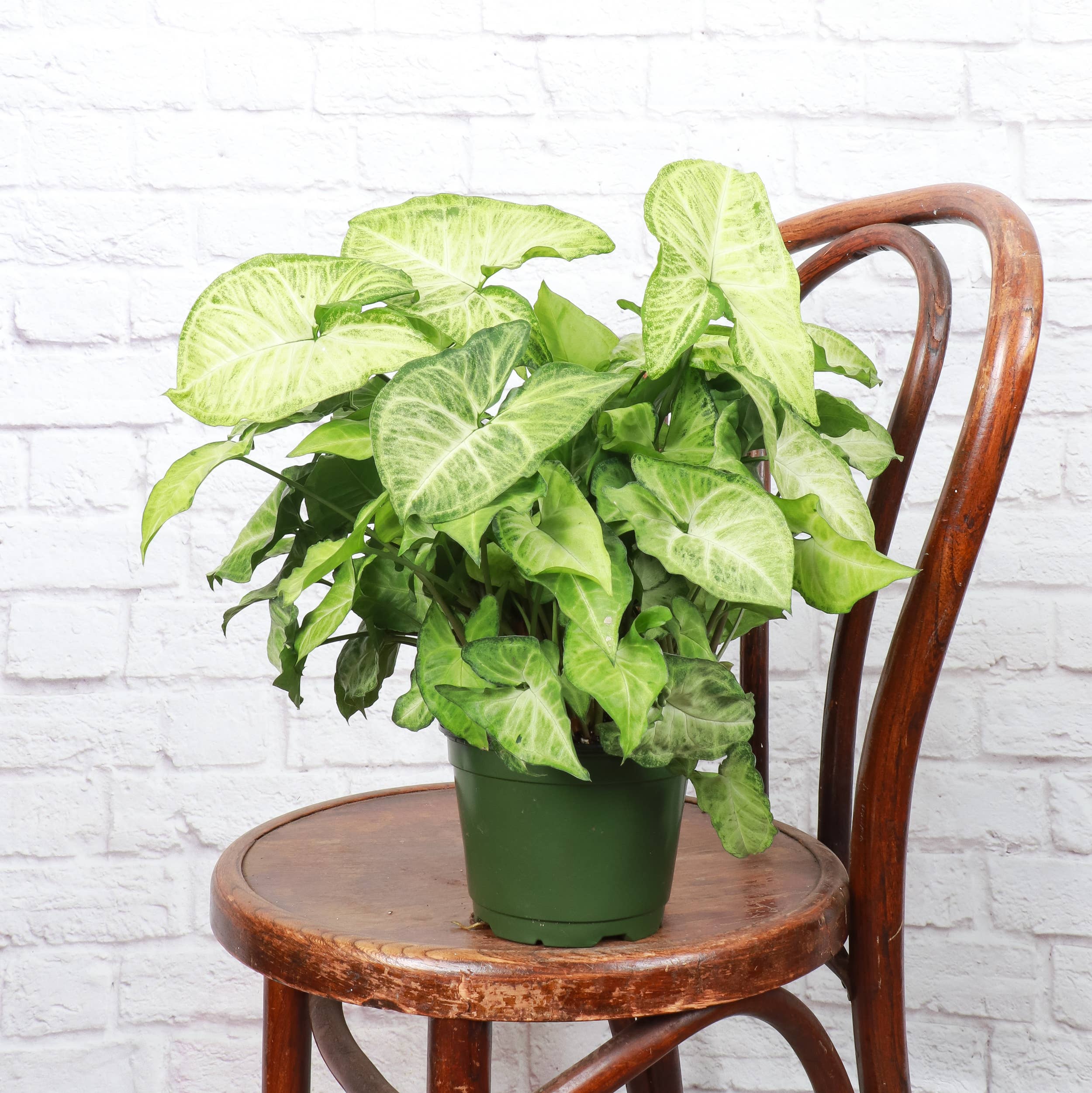 Assorted Butterfly Syngonium - Live Plant