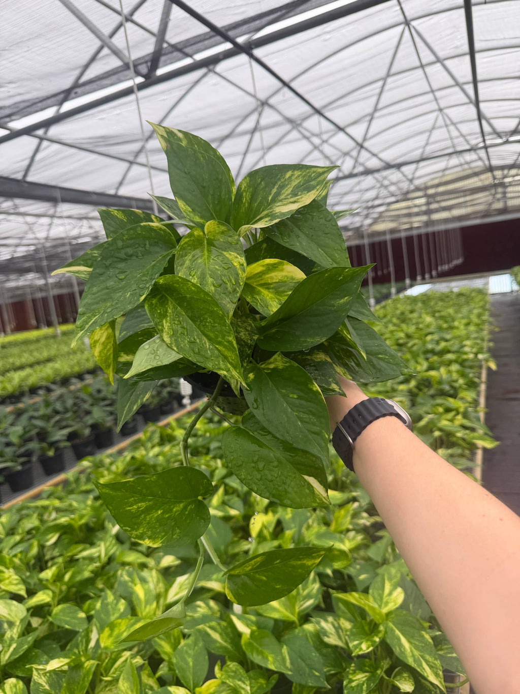 POTHOS Hawaiian Live Plant 6in