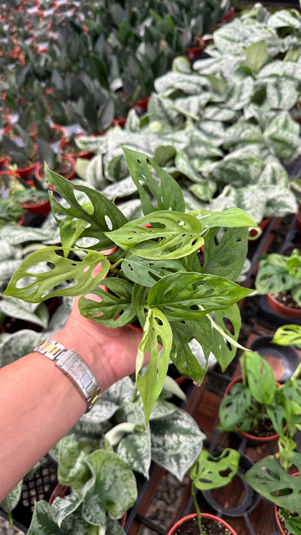 Monstera Esqueleto