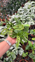Monstera Esqueleto