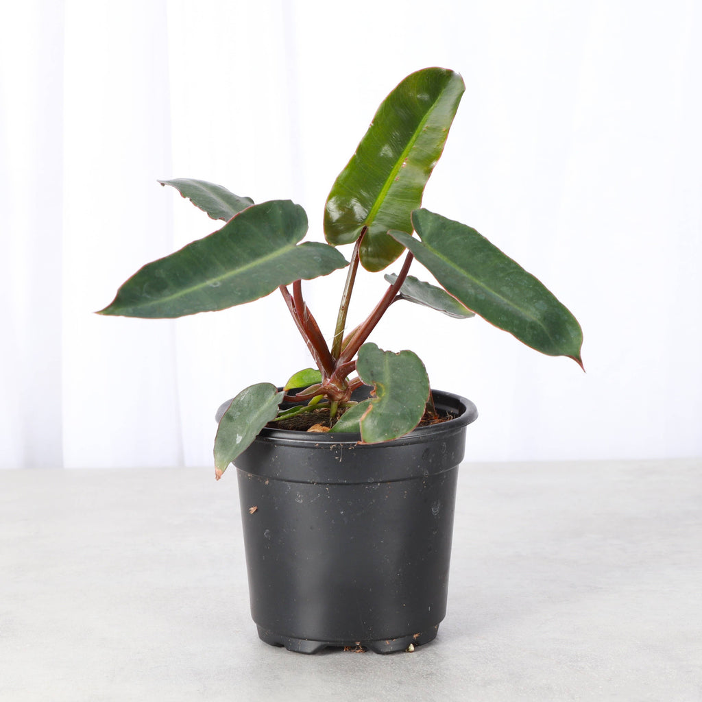 Black Form Philodendron Billietiae - Live Plant - Rare