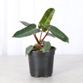 Black Form Philodendron Billietiae - Live Plant - Rare