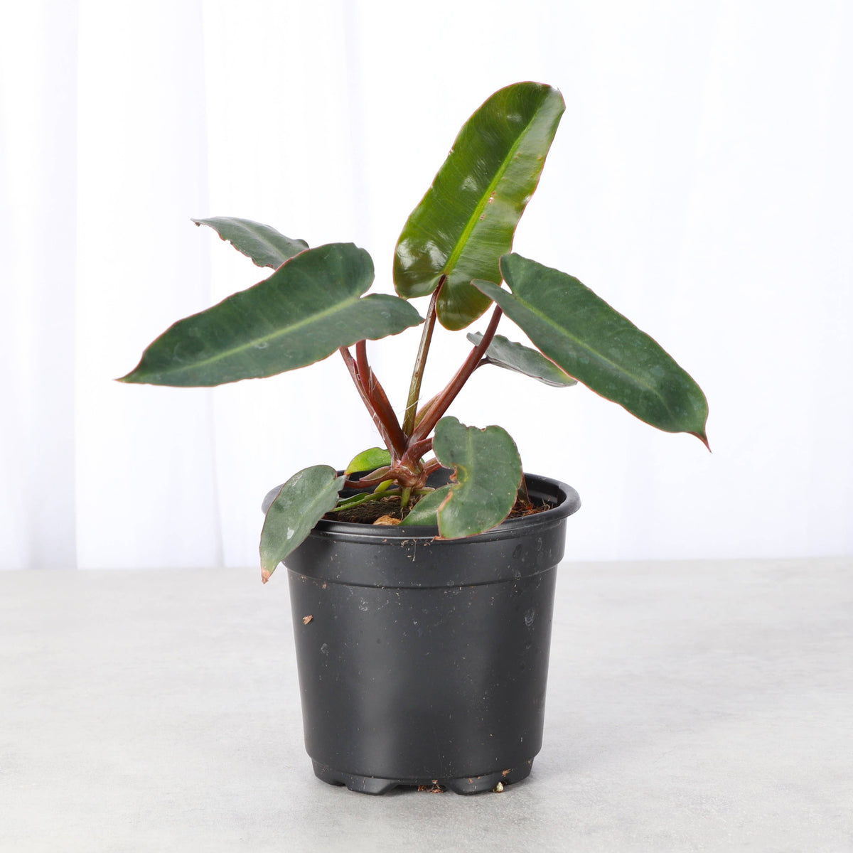Black Form Philodendron Billietiae - Live Plant - Rare