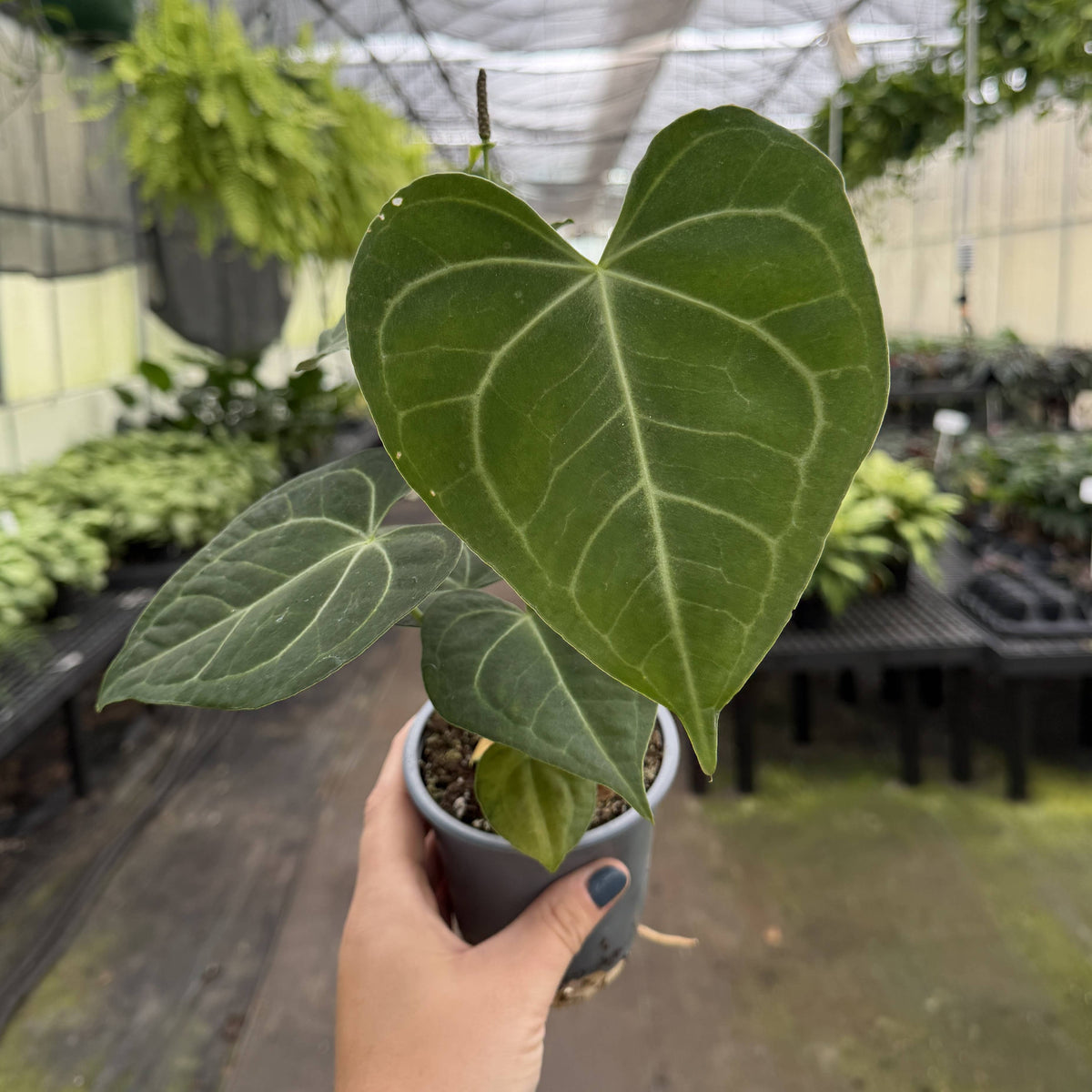 Anthurium Clarinervium - 4" Live Plant