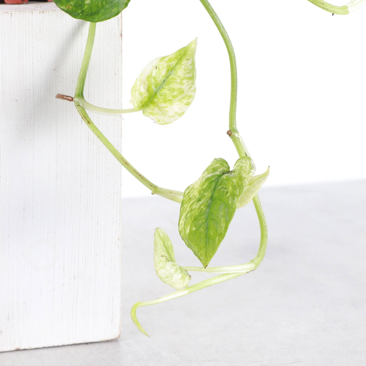 Cebu Blue Ghost Pothos - 4" Live Rare Plant