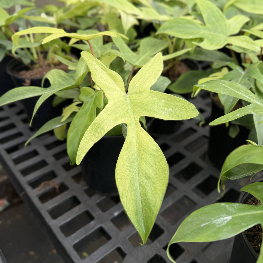 Florida Ghost Philodendron - 5.5" Live Plant - Rare Species