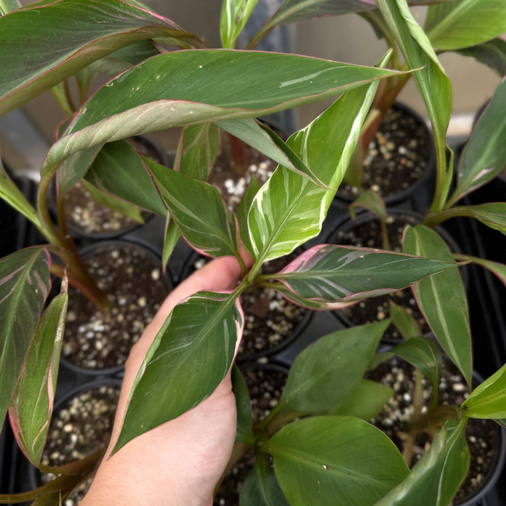 Pink Variegated Banana - Musa Nono Specimen - 4" Live Plant
