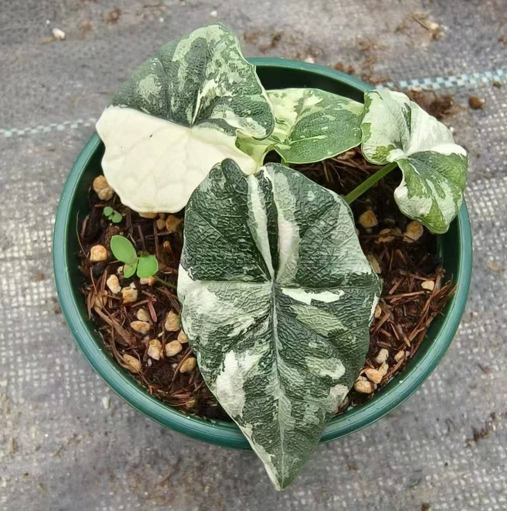 Alocasia melo "Albo" TC Plantlet