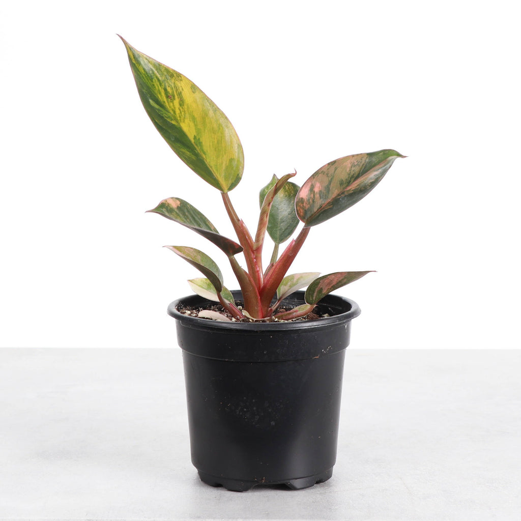 Philodendron Red Congo Variegated - 4" Live Plant - Rare