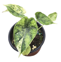 Alocasia Dragon Scale Mint Variegated 4 inch Grower Pot