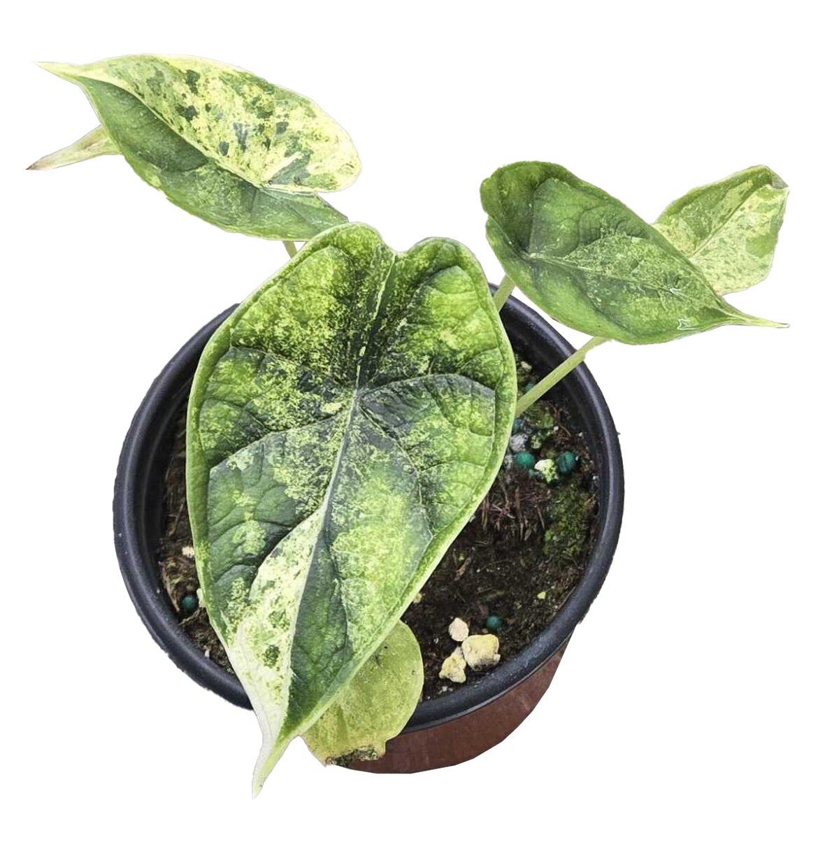 Alocasia Dragon Scale Mint Variegated 4 inch Grower Pot