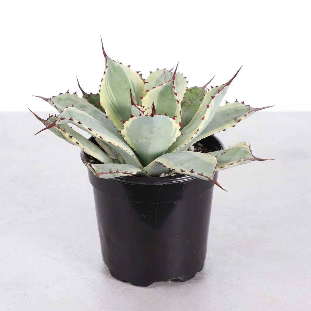 Agave Titanota Ice Queen - 4" Live Plant