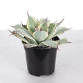 Agave Titanota Ice Queen - 4" Live Plant