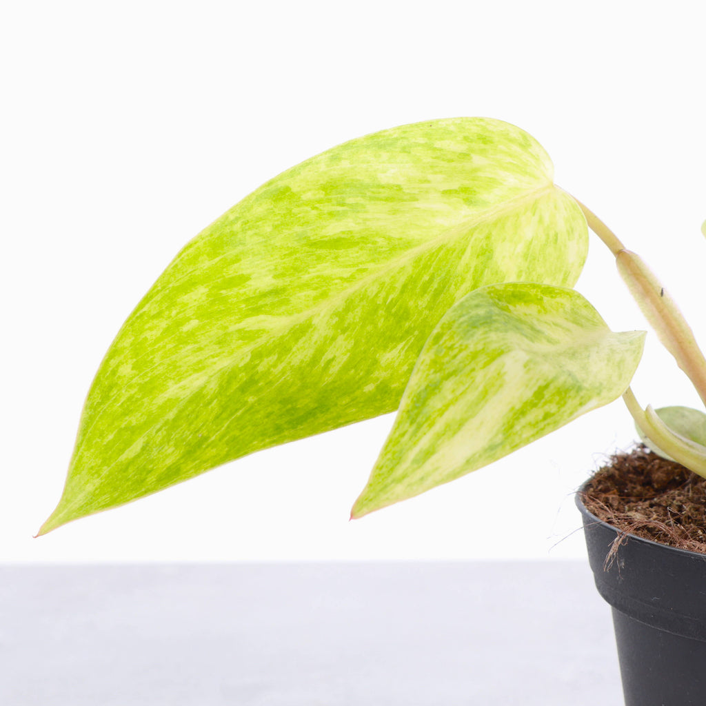 Painted Lady Philodendron - Live Plant - Rare