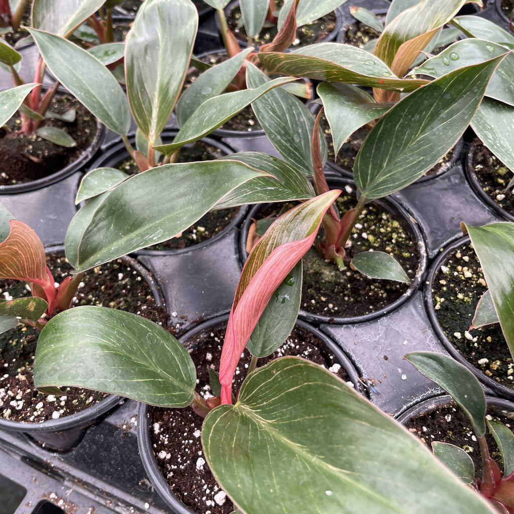 Pink Philodendron Birkin - Live Plant - Rare