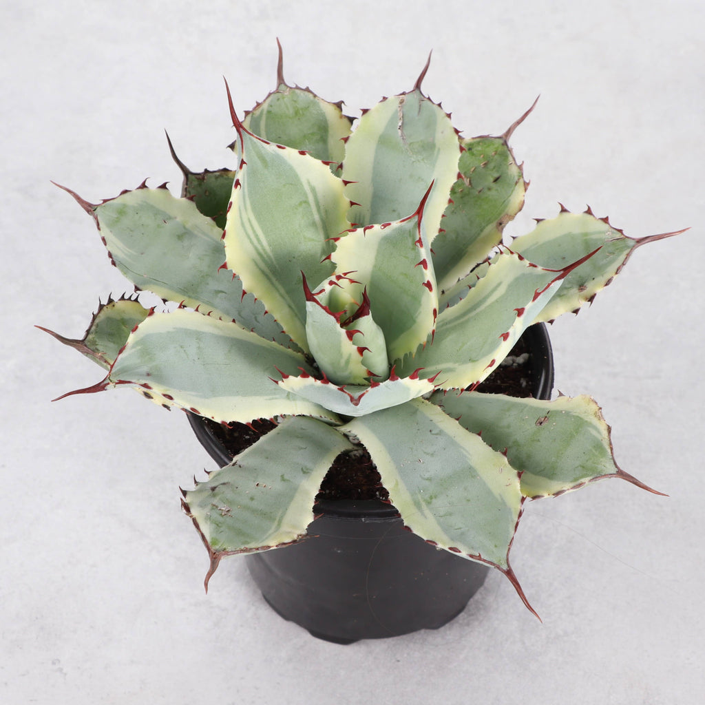 Agave Titanota Ice Queen - 4" Live Plant