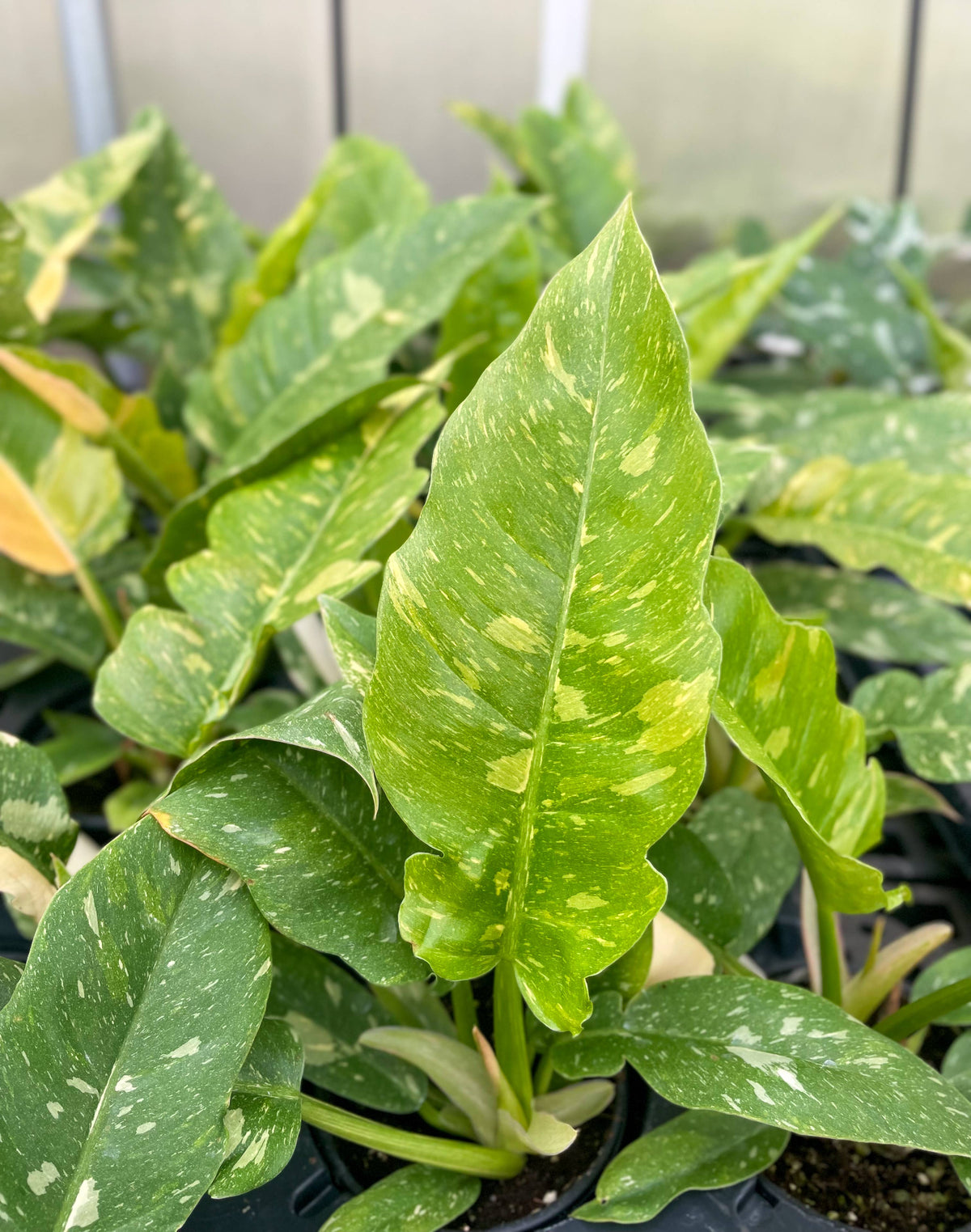 Ring of Fire Philodendron - 4" Live Plant