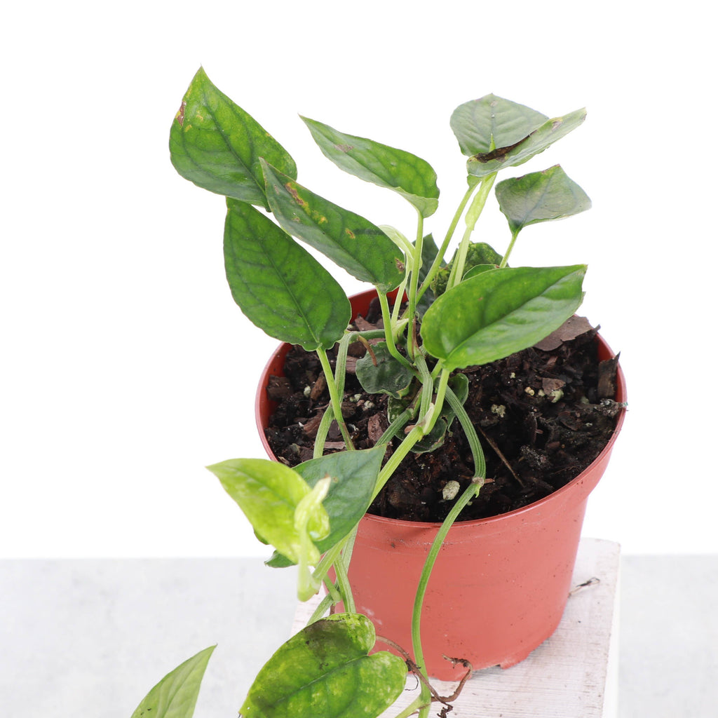 Cebu Blue Ghost Pothos - 4" Live Rare Plant