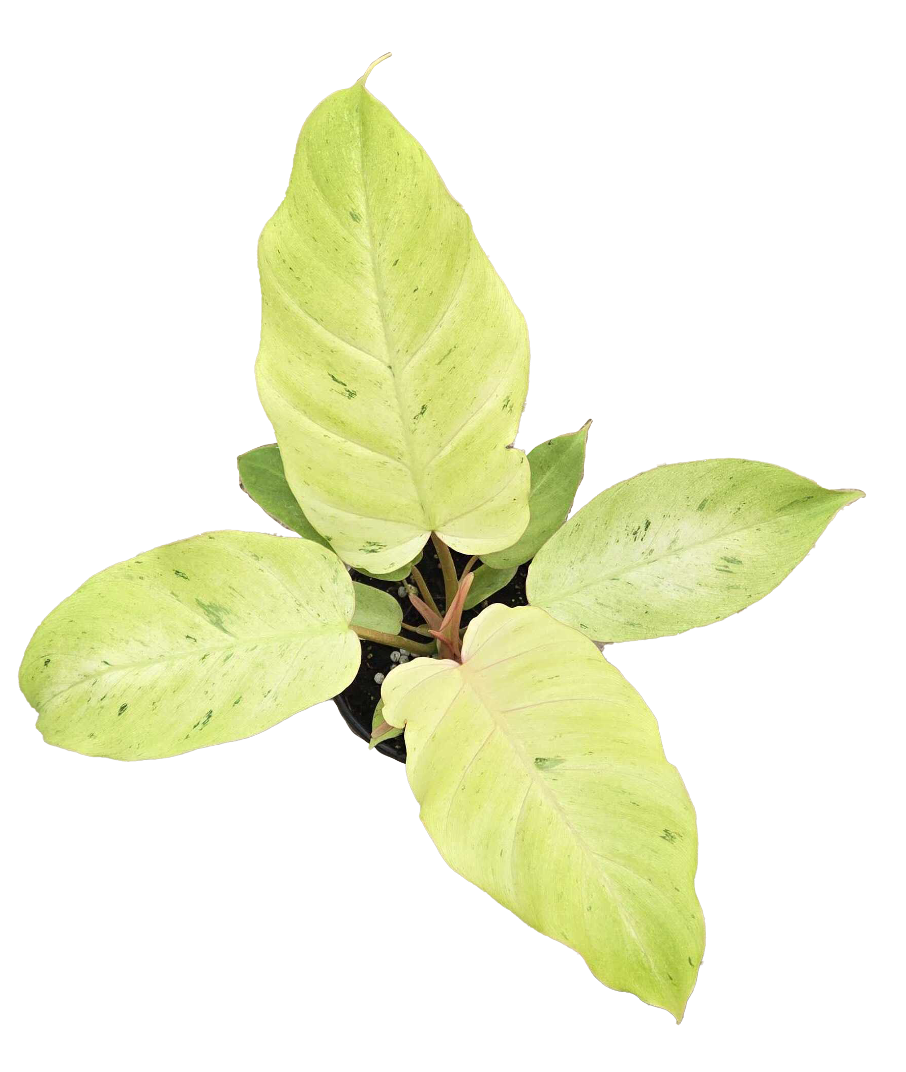 Philodendron Snowdrift