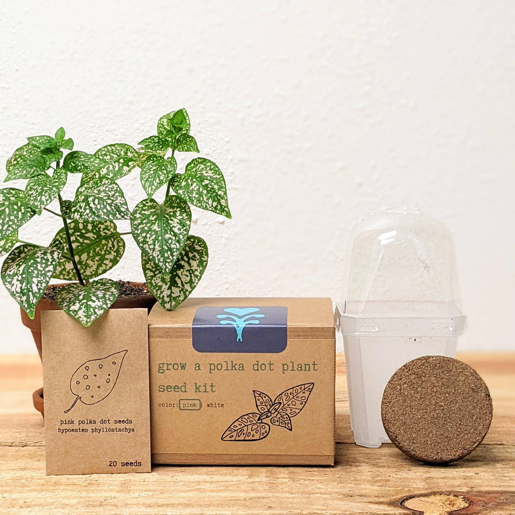 Houseplant Seed Kit