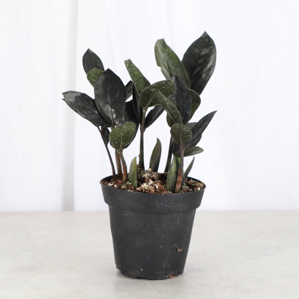 Black Raven ZZ Plant - Live Plant