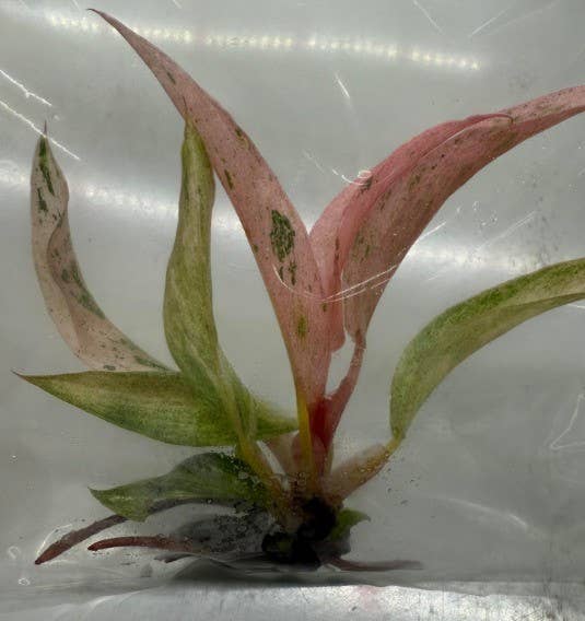 Philodendron "Pink Caramel Marble" variegated New Variety!