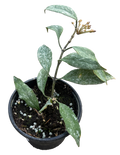 Hoya Multiflora Splash
