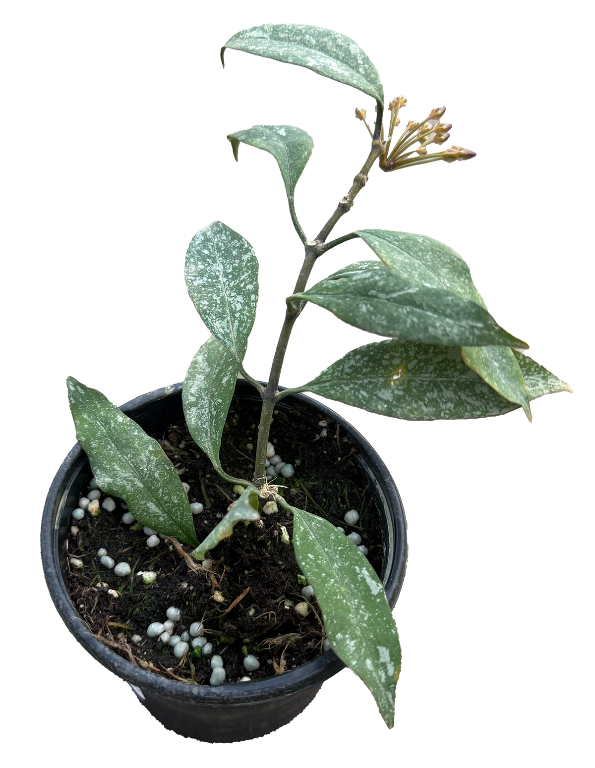 Hoya Multiflora Splash